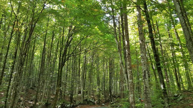 Auf dem Weg zum Wasserfall radeln wir durch traumhafte grüne Wälder
