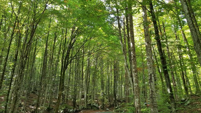 Auf dem Weg zum Wasserfall radeln wir durch traumhafte grüne Wälder