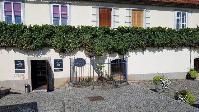 Die älteste Weinrebe von ??? (weltweit?)