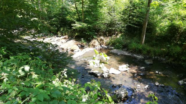 Was wächst da mitten im Fluss