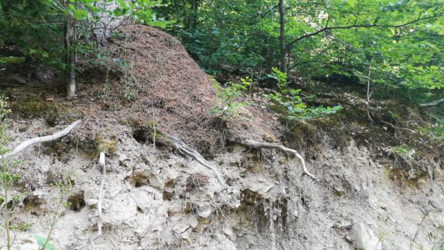 Es gibt tatsächlich noch Ameisenhügel