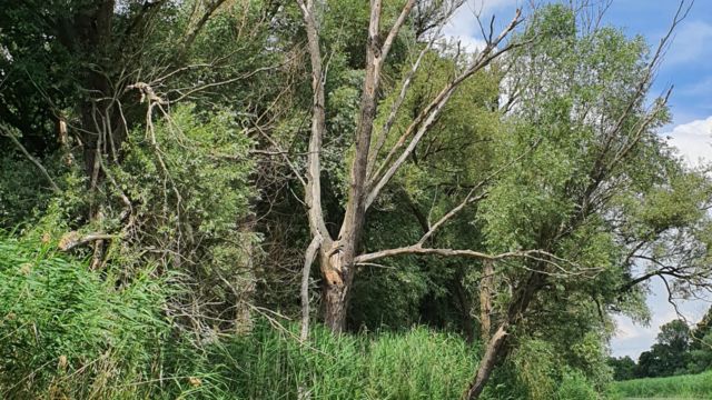 Kanufahrt im Oderbruch